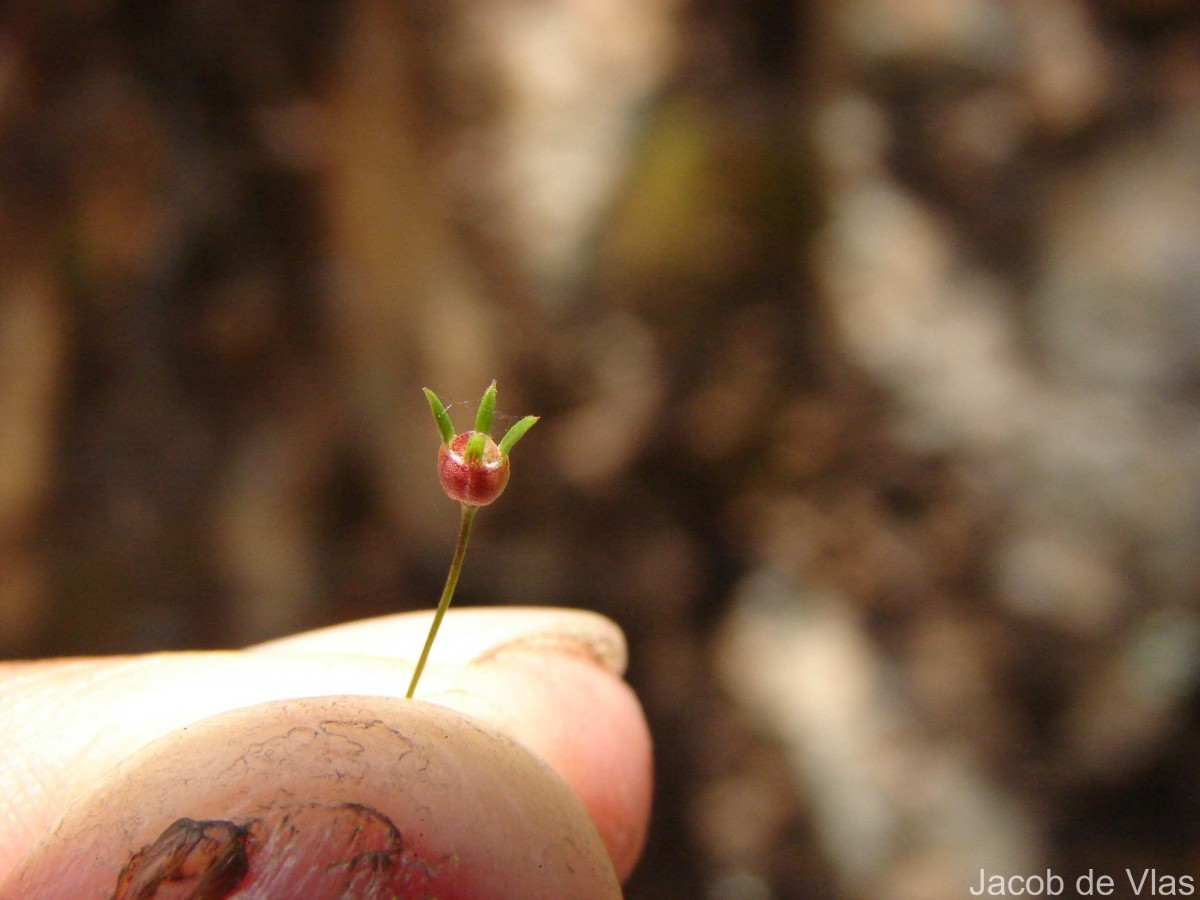Oldenlandia herbacea (L.) Roxb.